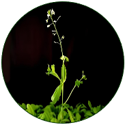 Arabidopsis Thaliana