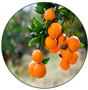 Asian Citrus