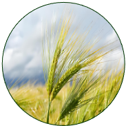 Barley