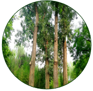 Black Cottonwood
