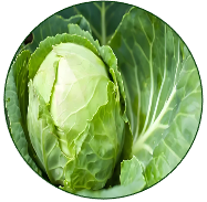 Cabbage