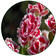 Carnation