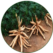 Cassava