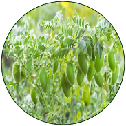 Chickpea