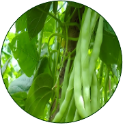 Common Bean