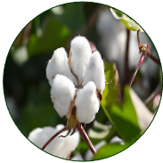 Cotton