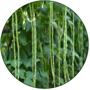 Cowpea