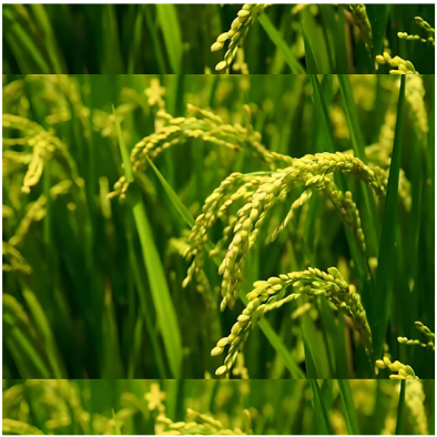 Crops