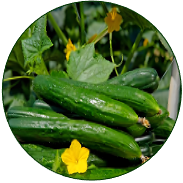 Cucumber
