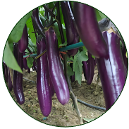 Eggplant