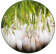 Garlic
