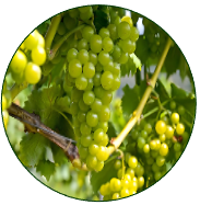 Grape