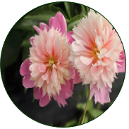 Herbaceous Peony