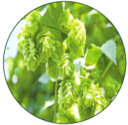 Hop