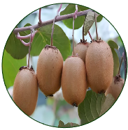 Kiwifruit