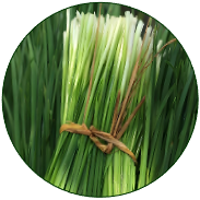 Leek
