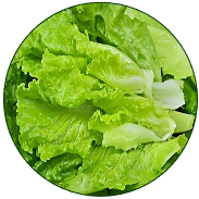 Lettuce