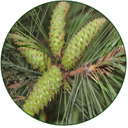 Loblolly Pine
