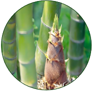 Bamboo