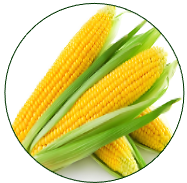 Maize