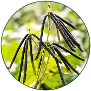 Mung Bean