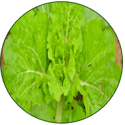 Non-heading Chinese Cabbage