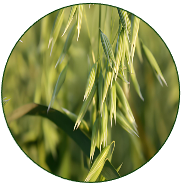Oat