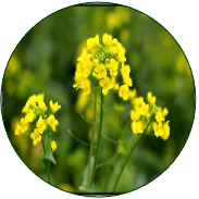 Oilseed