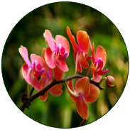 Orchid