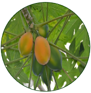 Papaya