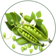 Pea