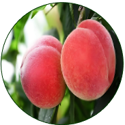 Peach