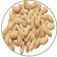 Peanut