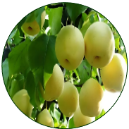 Pear