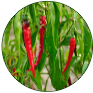 Pepper