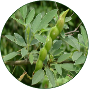 Pigeon Pea