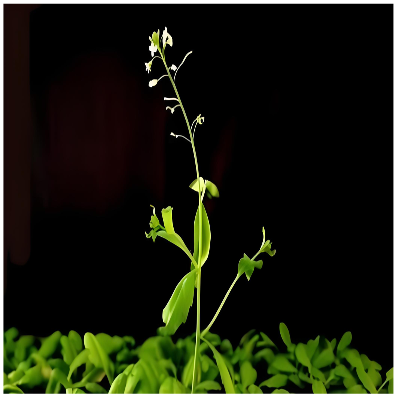 Plants