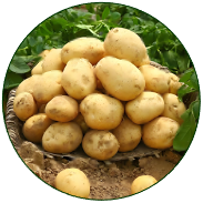Potato