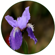 Purple False Brome