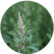 Quinoa