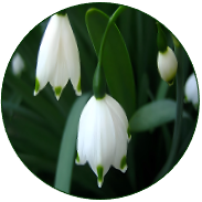Regal Lily