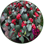 Skimmia