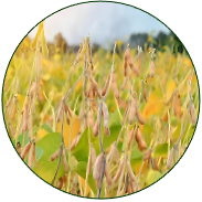 Soybean