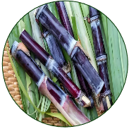 Sugarcane