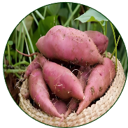 Sweet Potato