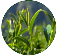 Tea Plant