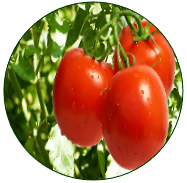 Tomato
