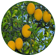 Trifoliate Orange
