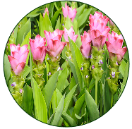 Turmeric