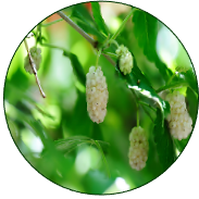 Wheat Mulberry